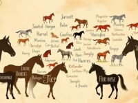 equine horse names